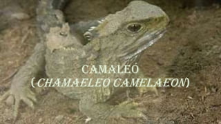CAMALEÓ
(CHAMAELEO CAMELAEON)
 