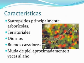 Características
 Sauropsidos principalmente
  arborícolas.
 Territoriales
 Diurnos
 Buenos cazadores
 Muda de piel aproximadamente 2
  veces al año
 