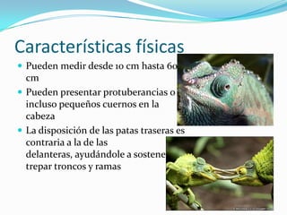 Características físicas
 Pueden medir desde 10 cm hasta 60
  cm
 Pueden presentar protuberancias o
  incluso pequeños cuernos en la
  cabeza
 La disposición de las patas traseras es
  contraria a la de las
  delanteras, ayudándole a sostenerse y
  trepar troncos y ramas
 