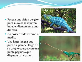  Poseen una visión de 360º
  pues sus ojos se mueven
  independientemente uno
  del otro
 No poseen oído externo ni
  medio.
 Una larga lengua que
  puede superar el largo de
  su propio cuerpo, con una
  punta pegajosa que
  disparan para cazar.
 