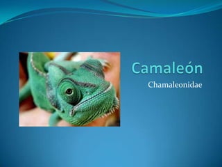 Chamaleonidae
 