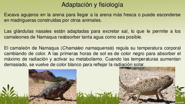 Resultado de imagen de adaptacion del camaleon