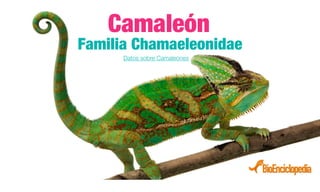 Camaleón
Familia Chamaeleonidae
Datos sobre Camaleones
 