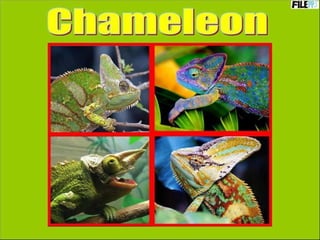 PowerPoint Show by Emerito Chameleon http://www.slideshare.net/mericelene 