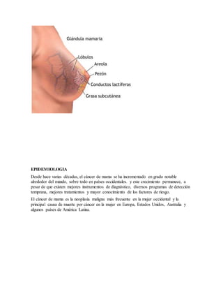 EPIDEMIOLOGIA
Desde hace varias décadas, el cáncer de mama se ha incrementado en grado notable
alrededor del mundo, sobre todo en países occidentales. y este crecimiento permanece, a
pesar de que existen mejores instrumentos de diagnóstico, diversos programas de detección
temprana, mejores tratamientos y mayor conocimiento de los factores de riesgo.
El cáncer de mama es la neoplasia maligna más frecuente en la mujer occidental y la
principal causa de muerte por cáncer en la mujer en Europa, Estados Unidos, Australia y
algunos países de América Latina.
 
