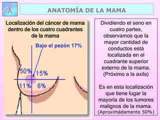 Dividiendo el seno en
cuatro partes,
observamos que la
mayor cantidad de
conductos está
localizada en el
cuadrante superior
externo de la mama.
(Próximo a la axila)
Es en esta localización
que tiene lugar la
mayoría de los tumores
malignos de la mama.
(Aproximádamente 50%)
Localización del cáncer de mama
dentro de los cuatro cuadrantes
de la mama
Bajo el pezón 17%
ANATOMÍA DE LA MAMA
 