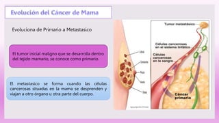 Evoluciona de Primario a Metastasico
El tumor inicial maligno que se desarrolla dentro
del tejido mamario, se conoce como primario.
El metastasico se forma cuando las células
cancerosas situadas en la mama se desprenden y
viajan a otro órgano u otra parte del cuerpo.
 