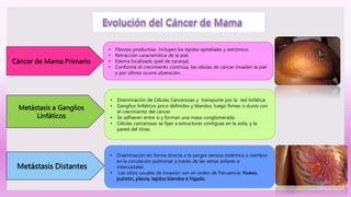 • Fibrosis productiva incluyen los tejidos epiteliales y estrómico.
• Retracción característica de la piel.
• Edema localizado (piel de naranja).
• Conforme el crecimiento continúa, las células de cáncer invaden la piel
y por último ocurre ulceración.
Cáncer de Mama Primario
Metástasis a Ganglios
Linfáticos
• Diseminación de Células Cancerosas y transporte por la red linfática.
• Ganglios linfáticos poco definidos y blandos, luego firmes o duros con
el crecimiento del cáncer
• Se adhieren entre si y forman una masa conglomerada.
• Células cancerosas se fijan a estructuras contiguas en la axila, y la
pared del tórax.
Metástasis Distantes
• Diseminación en forma directa a la sangre venosa sistémica o siembra
en la circulación pulmonar a través de las venas axilares e
intercostales.
• Los sitios usuales de invasión son en orden de frecuencia: Hueso,
pulmón, pleura, tejidos blandos e hígado.
 
