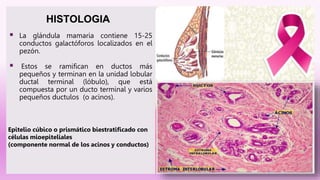  La glándula mamaria contiene 15-25
conductos galactóforos localizados en el
pezón.
 Estos se ramifican en ductos más
pequeños y terminan en la unidad lobular
ductal terminal (lóbulo), que está
compuesta por un ducto terminal y varios
pequeños ductulos (o acinos).
HISTOLOGIA
Epitelio cúbico o prismático biestratificado con
células mioepiteliales
(componente normal de los acinos y conductos)
 