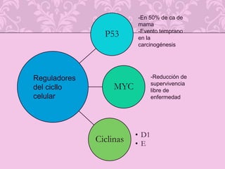 -En 50% de ca de mama -Evento temprano en la carcinogénesis-Reducción de supervivencia libre de enfermedad Reguladores del cicllo celular 