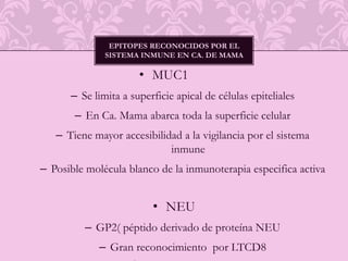 Linfocitos T CD4Reconocen antígenos exógenos y endógenos  presentados por las MHC II Pueden ser capaces de reconocer células tumorales autologasProducen IL-2, IL-4Promueve la infiltración tumoral y necrosis tumoral 