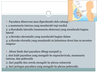  Payudara diinervasi atau diperdarahi oleh cabang :
1. a.mammaria interna yang mendarahi tepi medial
2. a.thorakalis lateralis (mammaria eksterna) yang mendarahi bagian
lateral
3. a.thorako-akromialis yang mendarahi bagian dalam
4. a.thorako-dorsalis yang mandarahi m.latissimus dorsi dan m.serratus
magnus
 Aliran limfe dari payudara dibagi menjadi 3:
1. dari kulit payudara yang mengalir ke supraclavicula, mammaria
interna, dan pektoralis
2. dari papilla dan areola mengalir ke plexus subareola
3. dari jaringan payudara yang mengalir ke plexus pektoralis.
 