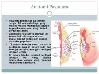 Anatomi Payudara
 Payudara terdiri atas 12 sampai
dengan 20 lobulus kelenjar yang
masing-masing mempunyai saluran
ke papilla mammae, yang disebut
duktus laktiferus.
 Bagian lateral atasnya, jaringan ini
keluar dari bulatannya ke arah
aksila, disebut penonjolan Spence
atau ekor payudara.
 Di antara kelenjar susu dan fascia
pektoralis, juga di antara kulit dan
kelenjar tersebut mungkin terdapat
jaringan lemak.
 Di antara lobulus tersebut terdapat
jaringan ikat yang disebut
ligamentum cooper yang memberi
rangka untuk payudara.
 