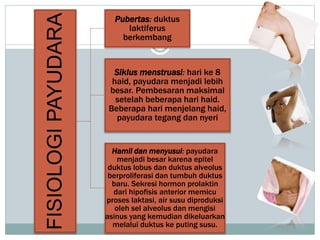 FISIOLOGIPAYUDARA
Pubertas: duktus
laktiferus
berkembang
Siklus menstruasi: hari ke 8
haid, payudara menjadi lebih
besar. Pembesaran maksimal
setelah beberapa hari haid.
Beberapa hari menjelang haid,
payudara tegang dan nyeri
Hamil dan menyusui: payudara
menjadi besar karena epitel
duktus lobus dan duktus alveolus
berproliferasi dan tumbuh duktus
baru. Sekresi hormon prolaktin
dari hipofisis anterior memicu
proses laktasi, air susu diproduksi
oleh sel alveolus dan mengisi
asinus yang kemudian dikeluarkan
melalui duktus ke puting susu.
 
