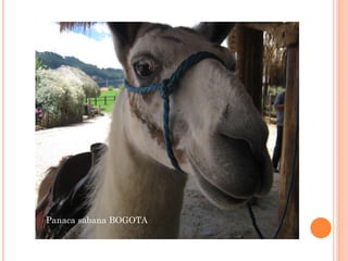 Panaca sabana BOGOTA
 