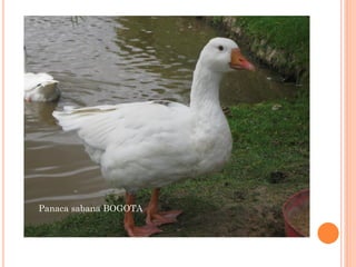 Panaca sabana BOGOTA
 