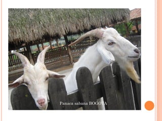 Panaca sabana BOGOTA
 