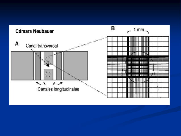 Camara de recuento neubauer | PPTX