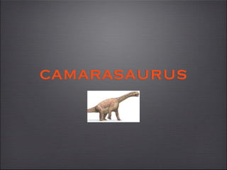 camarasaurus
 