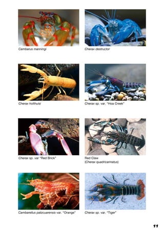 11
Cambarus manningi Cherax destructor
Cherax holthuisi Cherax sp. var. “Hoa Creek”
Cherax sp. var “Red Brick” Red Claw
(Cherax quadricarinatus)
Cambarellus patzcuarensis var. “Orange” Cherax sp. var. “Tiger”
 