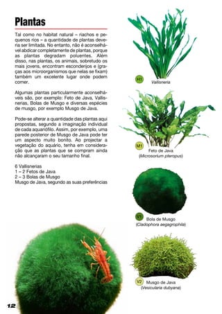 12
Plantas
Tal como no habitat natural – riachos e pe­
quenos rios – a quantidade de plantas deve-
ria ser limitada. No entanto, não é aconselhá-
vel abdicar completamente de plantas, por­que
as plantas degradam poluentes. Além
disso, nas plantas, os animais, sobretudo os
mais jovens, encontram esconderijos e (gra-
ças aos microorganismos que nelas se fixam)
também um excelente lugar onde podem
comer.
Algumas plantas particularmente aconselhá-
veis são, por exemplo: Feto de Java, Vallis­
nerias, Bolas de Musgo e diversas espécies
de musgo, por exemplo Musgo de Java.
Pode-se alterar a quantidade das plantas aqui
propostas, segundo a imaginação individual
de cada aquariófilo. Assim, por exemplo, uma
parede posterior de Musgo de Java pode ter
um aspecto muito bonito. Ao projectar a
vegetação do aquário, tenha em considera-
ção que as plantas que se compram ainda
não alcançaram o seu tamanho final.
6 Vallisnerias
1 – 2 Fetos de Java
2 – 3 Bolas de Musgo
Musgo de Java, segundo as suas preferências
Feto de Java
(Microsorium pteropus)
Bola de Musgo
(Cladophora aegagrophila)
Vallisneria
Musgo de Java
(Vesicularia dubyana)
12
V1
V2
M1
H1
 