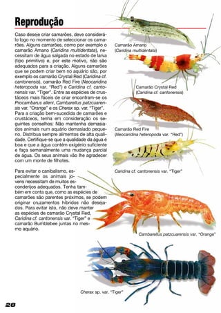 28
Reprodução
Caso deseje criar camarões, deve considerá-
lo logo no momento de seleccionar os cama­
rões. Alguns camarões, como por exemplo o
camarão Amano (Caridina multidentata), ne­
cessitam de água salgada no estado de larva
(tipo primitivo) e, por este motivo, não são
adequados para a criação. Alguns camarões
que se podem criar bem no aquário são, por
exemplo os camarão Crystal Red (Cari­di­na cf.
cantonensis), camarão Red Fire (Neo­caridina
heteropoda var. “Red”) e Cari­di­na cf. canto-
nensis var. “Tiger”. Entre as espécies de crus­
táceos mais fáceis de criar encontram-se os
Procambarus alleni, Cam­barellus patzcuaren-
sis var. “Orange” e os Cherax sp. var. “Tiger”.
Para a criação bem-sucedida de camarões e
crustáceos, tenha em consideração os se­
guintes conselhos: Não mantenha demasia­
dos animais num aquário demasiado peque­
no. Distribua sempre alimentos de alta quali­
dade. Certifique-se que a qualidade da água é
boa e que a água contém oxigénio suficiente
e faça semanalmente uma mudança parcial
de água. Os seus animais vão lhe agradecer
com um monte de filhotes.
Para evitar o canibalismo, es­
pecialmente os animais jo­
vens necessitam de muitos es­
conderijos adequados. Tenha tam­
bém em conta que, como as espécies de
camarões são parentes próximos, se podem
originar cruzamentos híbridos não deseja­
dos. Para evitar isto, não deve manter
as espécies de camarão Crystal Red,
Caridina cf. cantonensis var. “Tiger” e
camarão Bum­blebee juntas no mes­
mo aquário.
Camarão Red Fire
(Neocaridina heteropoda var. “Red”)
Caridina cf. cantonensis var. “Tiger”
Cambarellus patzcuarensis var. “Orange”
Camarão Crystal Red
(Caridina cf. cantonensis)
Cherax sp. var. “Tiger”
28
Camarão Amano
(Caridina multidentata)
 