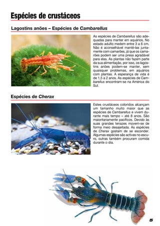 5
Espécies de crustáceos
Estes crustáceos coloridos alcançam
um tamanho muito maior que as
espécies de Cambarellus e vivem du­
rante mais tempo – até 8 anos. São
maioritariamente pacíficos. Devido às
suas grandes tenazes movem-se de
forma meio desajeitada. As espécies
de Cherax gostam de se esconder.
Algumas espécies são activas no escu­
ro, outras também procuram comida
durante o dia.
Espécies de Cherax
Lagostins anões – Espécies de Cambarellus
As espécies de Cambarellus são ade-
quadas para manter em aquários. No
estado adulto medem entre 3 a 6 cm.
Não é aconselhável mantê-las junta-
mente com camarões, já que os cama­
rões podem ser uma presa agradável
para elas. As plantas não fazem parte
da sua alimentação, por isso, os lagos­
tins anões podem-se manter, sem
quaisquer problemas, em aquários
com plantas. A esperança de vida é
de 1,5 a 2 anos. As espécies de Cam­
barellus encontram-se na América do
Sul.
 