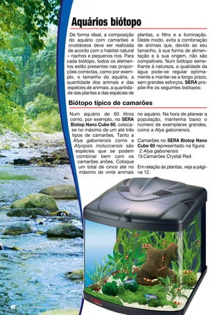 8
Aquários biótopo
De forma ideal, a composição
do aquário com camarões e
crustáceos deve ser realizada
de acordo com o habitat natural
– riachos e pequenos rios. Para
cada biótopo, todos os elemen-
tos estão presentes nas propor-
ções correctas, como por exem-
plo, o tamanho do aquário, a
quantidade dos animais e das
espécies de animais, a quantida­
de das plantas e das espécies de
plantas, o filtro e a iluminação.
Deste modo, evita a combinação
de animais que, devido ao seu
tamanho, à sua forma de alimen-
tação e à sua origem, não são
compatíveis. Num biótopo seme-
lhante à natureza, a qualidade da
água pode-se regular optima­
mente e manter-se a longo prazo,
sem grandes esforços. SERA pro­
põe-lhe os seguintes biótopos:
Biótopo típico de camarões
Num aquário de 60 litros
como, por exemplo, no SERA
Biotop Nano Cube 60, coloca-
se no máximo de um até três
tipos de camarões. Tanto a
Atya gabonensis como a
Atyopsis moluccensis são
espécies que se podem
combinar bem com os
camarões anões. Coloque
um total de cinco até no
máximo de vinte animais
no aquário. Na hora de planear a
população, mantenha baixo o
número de exemplares grandes,
como a Atya gabonensis.
Camarões no SERA Biotop Nano
Cube 60 representado na figura:
	2	Atya gabonensis
	15	Camarões Crystal Red
Em relação às plantas, veja a pági­
na 12.
 