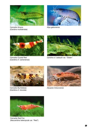 9
Camarão Amano
(Caridina multidentata)
Atya gabonensis
Camarão Crystal Red
(Caridina cf. cantonensis)
Caridina cf. babaulti var. “Green”
Camarão Bumblebee
(Caridina cf. breviata)
Atyopsis moluccensis
Camarão Red Fire
(Neocaridina heteropoda var. “Red”)
 