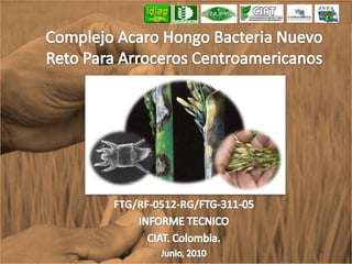 Complejo Acaro Hongo Bacteria Nuevo Reto Para Arroceros Centroamericanos FTG/RF-0512-RG/FTG-311-05 INFORME TECNICO  CIAT. Colombia. Junio, 2010 