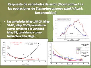 Respuesta de variedades de arroz (Oryza sativa l.) a las poblaciones de Steneotarsonemus spinki (Acari: Tarsonemidae) <br ...