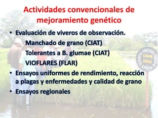 Actividades convencionales de mejoramiento genético<br />Evaluación de viveros de observación.<br />		Manchado de grano (C...