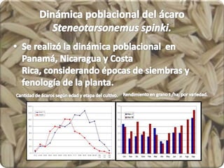 Dinámica poblacional del ácaro Steneotarsonemus spinki. <br />Se realizó la dinámica poblacional  en Panamá, Nicaragua y C...