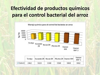 Efectividad de productos químicos para el control bacterial del arroz<br />