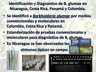 Identificación y Diagnostico de B. glumae en Nicaragua, Costa Rica, Panamá y Colombia.<br />  M (A+)  1   2    3   4    5 ...