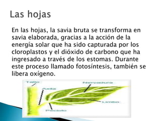 En las hojas, la savia bruta se transforma en
savia elaborada, gracias a la acción de la
energía solar que ha sido capturada por los
cloroplastos y el dióxido de carbono que ha
ingresado a través de los estomas. Durante
este proceso llamado fotosíntesis, también se
libera oxígeno.
 