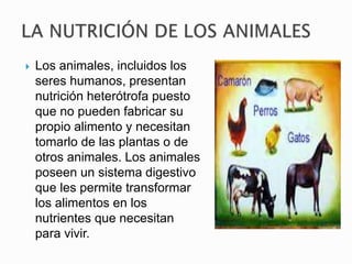  Los animales, incluidos los
seres humanos, presentan
nutrición heterótrofa puesto
que no pueden fabricar su
propio alimento y necesitan
tomarlo de las plantas o de
otros animales. Los animales
poseen un sistema digestivo
que les permite transformar
los alimentos en los
nutrientes que necesitan
para vivir.
 