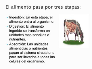  Ingestión: En esta etapa, el
alimento entra al organismo.
 Digestión: El alimento
ingerido se transforma en
unidades más sencillas o
nutrientes.
 Absorción: Las unidades
alimenticias o nutrientes
pasan al sistema circulatorio
para ser llevados a todas las
células del organismo.
 