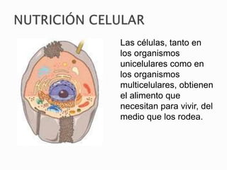 Las células, tanto en
los organismos
unicelulares como en
los organismos
multicelulares, obtienen
el alimento que
necesitan para vivir, del
medio que los rodea.
 