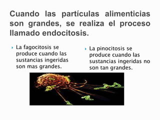  La fagocitosis se
produce cuando las
sustancias ingeridas
son mas grandes.
 La pinocitosis se
produce cuando las
sustancias ingeridas no
son tan grandes.
 