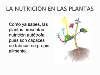 Como ya sabes, las
plantas presentan
nutrición autótrofa,
pues son capaces
de fabricar su propio
alimento.
 