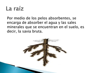 Por medio de los pelos absorbentes, se
encarga de absorber el agua y las sales
minerales que se encuentran en el suelo, es
decir, la savia bruta.
 