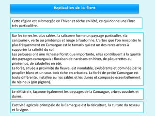 Explication de la flore
Sur les terres les plus salées, la salicorne forme un paysage particulier, «la
sansouire», verte au printemps et rouge à l’automne. L'arbre que l'on rencontre le
plus fréquenment en Camargue est le tamaris qui est un des rares arbres à
supporter la salinité du sol.
Les pelouses ont une richesse floristique importante, elles contribuent à la qualité
des paysages camarguais : floraison de narcisses en hiver, de pâquerettes au
printemps, de saladelles en été.
La forêt, située à proximité du fleuve, est inondable, exubérante et dominée par le
peuplier blanc et un sous-bois riche en arbustes. La forêt de petite Camargue est
toute différente, installée sur les sables et les dunes et composée essentiellement
de résineux (pin pignon).
L’activité agricole principale de la Camargue est la riziculture, la culture du roseau
et la vigne.
Cette région est submergée en l’hiver et sèche en l’été, ce qui donne une Flore
très particulière.
Le «Mistral», façonne également les paysages de la Camargue, arbres couchés et
dunes.
 