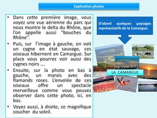 • Dans cette première image, vous
voyez une vue aérienne du parc qui
nous montre le delta du Rhône, que
l’on appelle aussi “bouches du
Rhône”.
• Puis, sur l’image à gauche, on voit
un cygne en état sauvage, ces
oiseaux hibernent en Camargue. Sur
place vous pourrez voir aussi des
cygnes noirs ….
• Ensuite, sur la photo en bas à
gauche, un marais avec des
flamands roses. L’envolée de ces
oiseaux offre un spectacle
merveilleux comme vous pouvez
observer dans cette photo, ici, en
bas.
• Voyez aussi, à droite, ce magnifique
coucher du soleil.
Explication photos
D’abord quelques paysages
représentatifs de la Camargue.
 