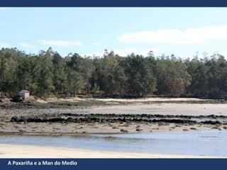 A Paxariña e a Man do Medio
 