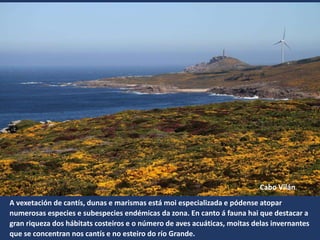Cabo Vilán
A vexetación de cantís, dunas e marismas está moi especializada e pódense atopar
numerosas especies e subespecies endémicas da zona. En canto á fauna hai que destacar a
gran riqueza dos hábitats costeiros e o número de aves acuáticas, moitas delas invernantes
que se concentran nos cantís e no esteiro do río Grande.
 