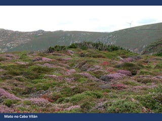 Mato no Cabo Vilán
 