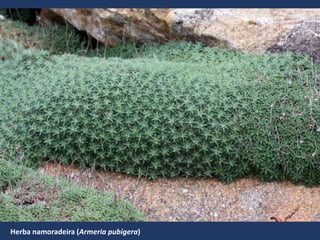 Herba namoradeira (Armeria pubigera)
 
