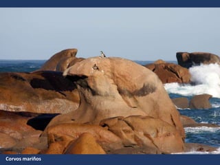 Herba de namorar cunha típica forma compacta e redondeada
para adaptarse ás duras condicións dos cantís.
Araos dos cons (Uria aalge) Ave outrora común, pero cada día
máis escasa na costa galega.
Percebes (Pollicipes cornucopia), o marisco máis representativo
da Costa da Morte e un dos recursos máis importantes do
porto de Corme.
Corvos mariños
 