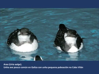 Arao (Uria aalge).
Unha ave pouco común en Galiza con unha pequena poboación no Cabo Vilán
 